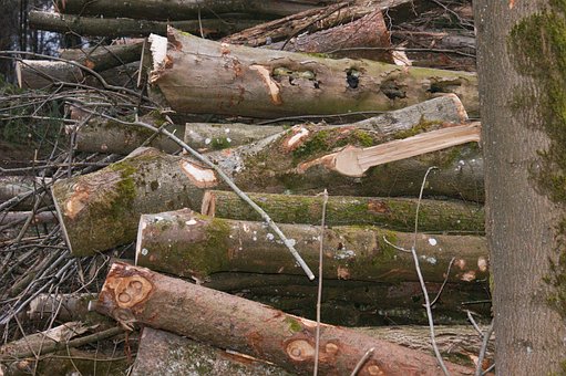 Holz, Wald, Fällen, Flechte, Natur