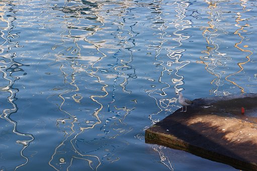 Wasser, Reflexion, Möwe, Blau, Natur