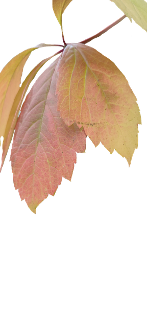 Blätter, Herbst, Natur, Landschaft, Wald