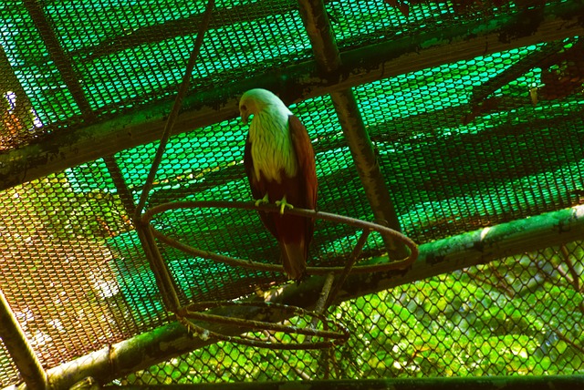 Free Eagle Bird photo and picture