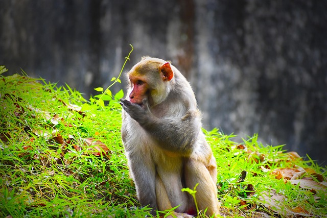 Free Rhesus Monkey Monkey photo and picture