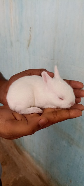 White Rabbit Babies Cute Rabbit Baby White - Free photo on Pixabay - Pixabay