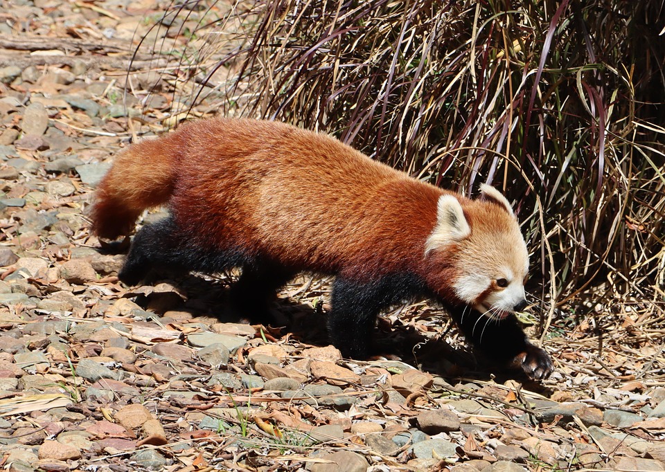Red Panda Mammal Fur - Free photo on Pixabay - Pixabay