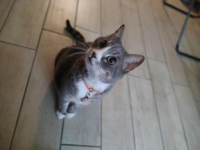 Free Cat Cute photo and picture