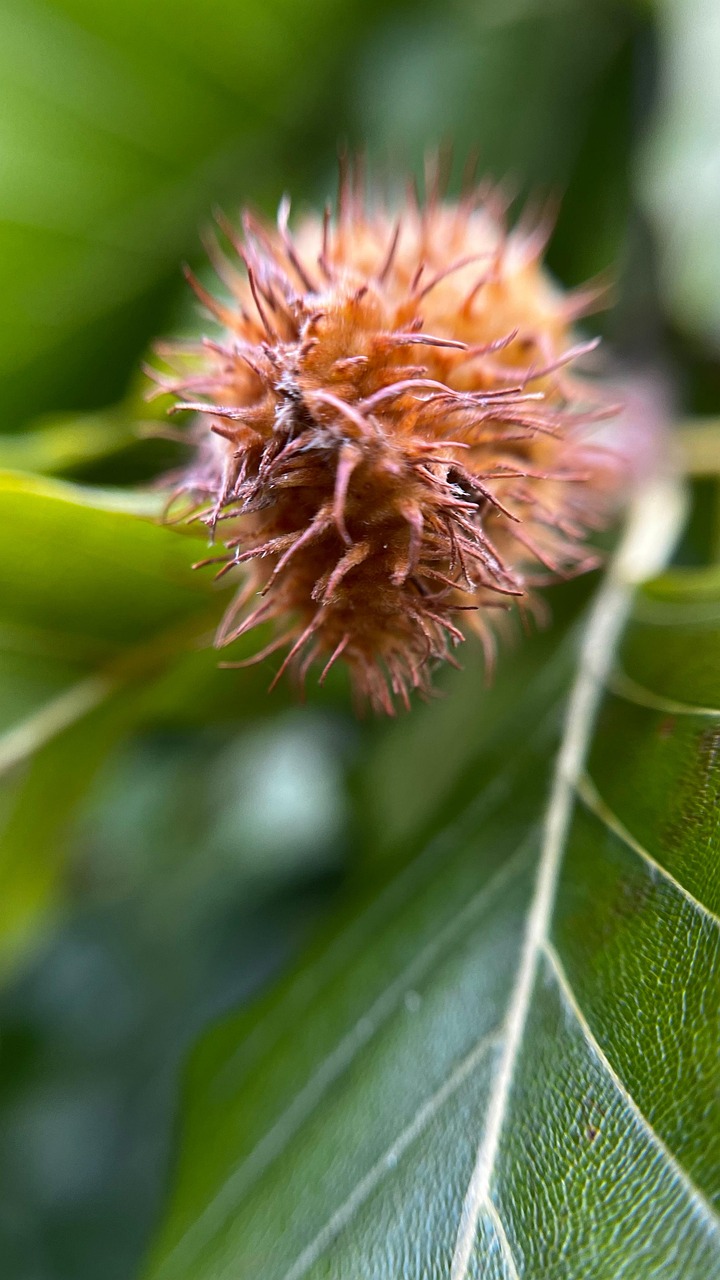 Beech Nature Free photo on Pixabay Pixabay