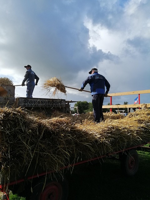 Free Harvest Wheat photo and picture
