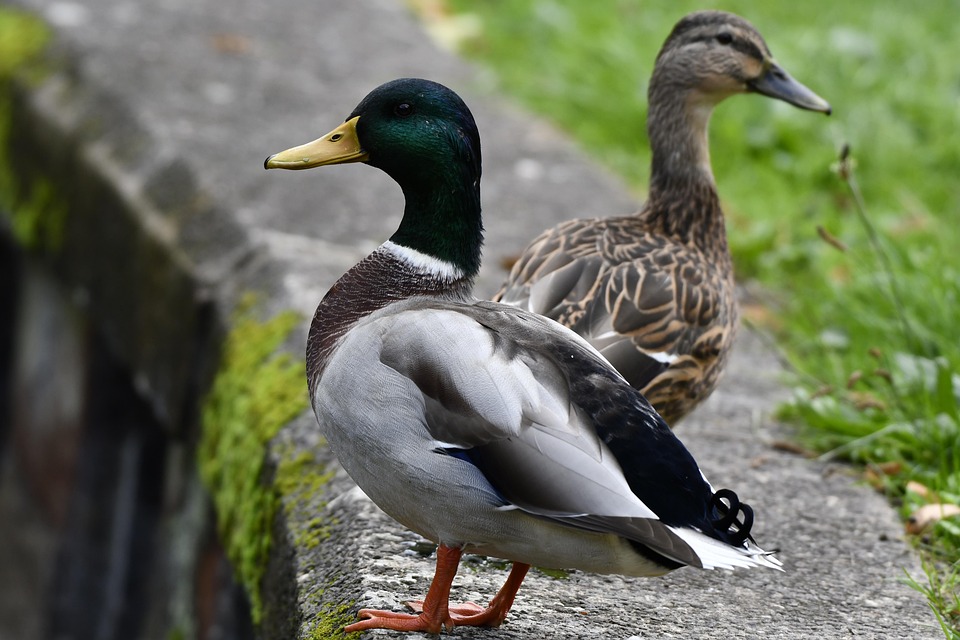 Ducks Birds Animals - Free photo on Pixabay - Pixabay