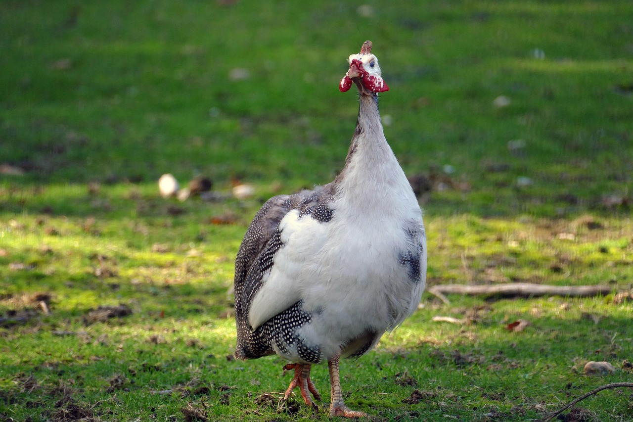 Guinea Fowl Numididae Bird - Free photo on Pixabay - Pixabay