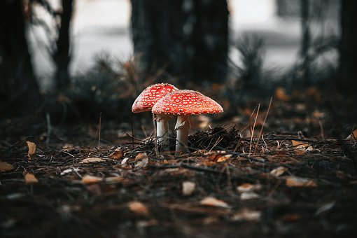 Download free HD stock image of Mushroom Forest Free Mushroom Forest photo and picture