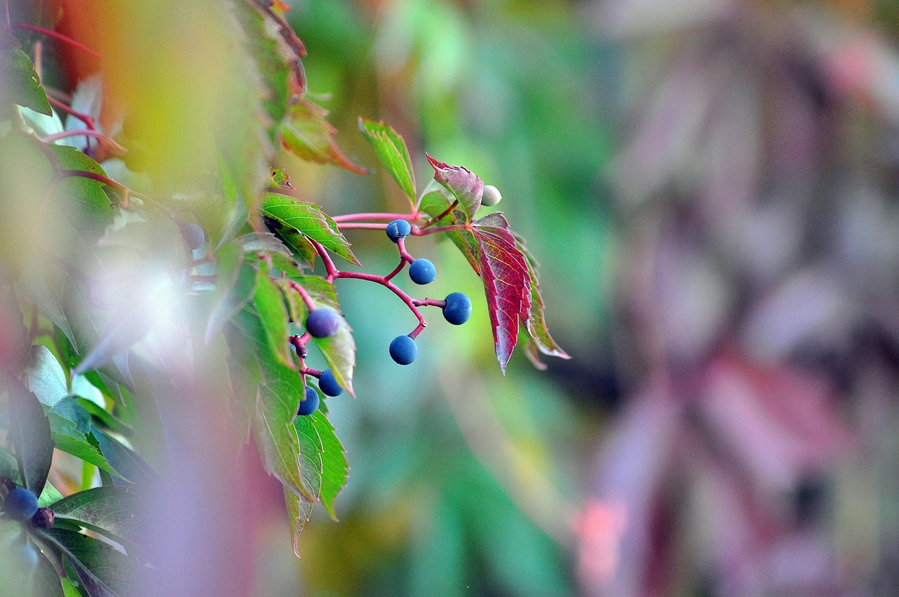 Virginia Creeper Wilder Wein Efeu - Kostenloses Foto auf Pixabay