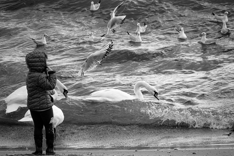 Little Girl Beach Seagulls Free photo on Pixabay Pixabay