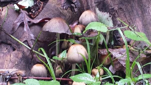 Paddestoelen, Paddestoel, Natuur
