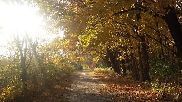 Herfst, Val, Pad, Landschap, Natuur