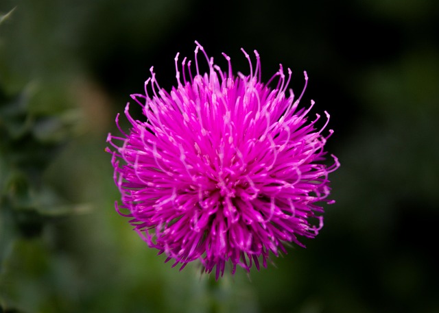 Tidsel, Lyserød Blomst, Blomst, Natur