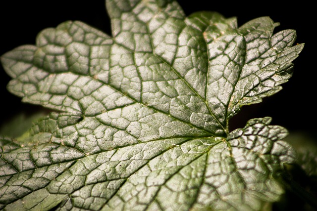 Blad, Løv, Bladmønster, Efterår, Natur