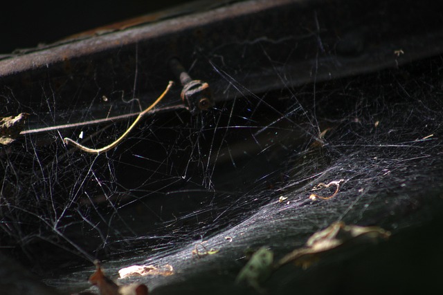Web, Edderkoppespind, Gammel, Rust