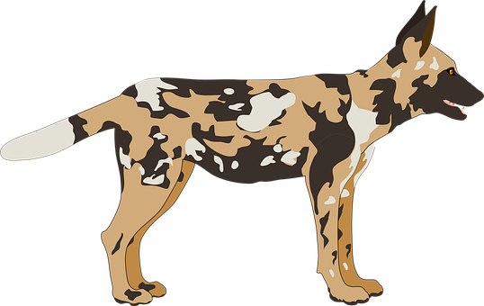 Hund, Afrikanisch, Wild, Raubtier