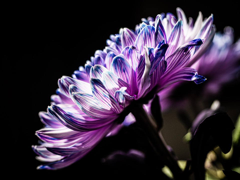 Chrysanthemum Flower Purple Close - Free photo on Pixabay