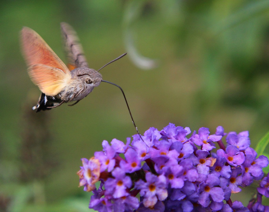 sphinx-colibri-insecte-fleur-photo-gratuite-sur-pixabay