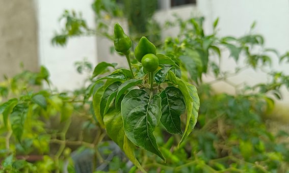Chili, Grønn Chili, Chili Plante, Frukt