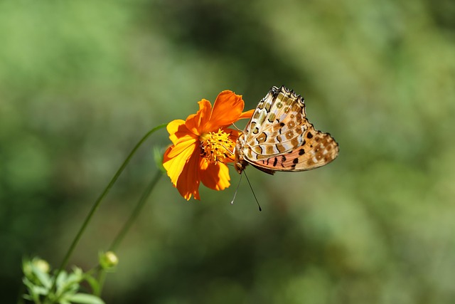 Free Butterfly Flower photo and picture