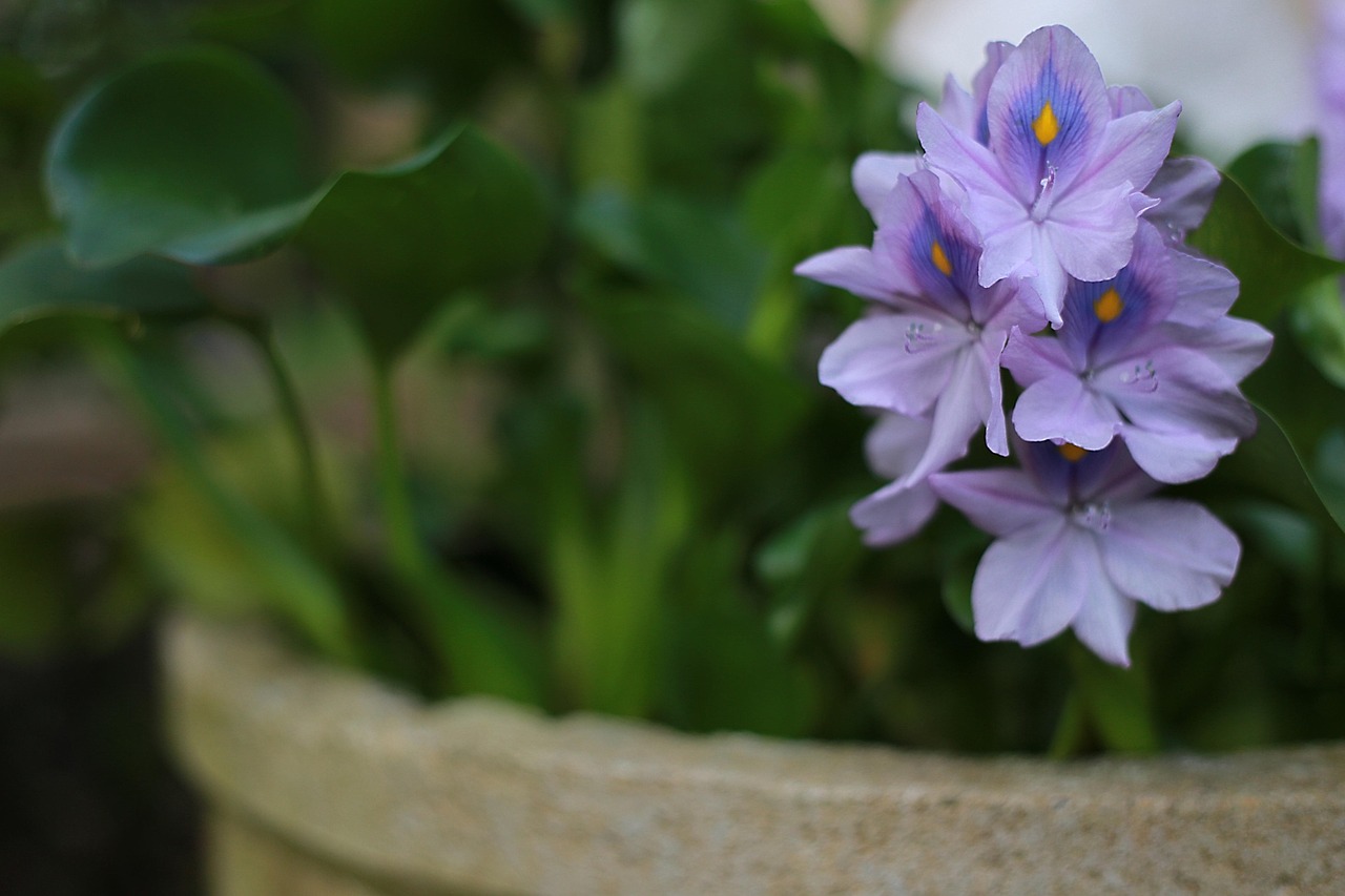 flower, petals, flower wallpaper, pot plant, beautiful flowers, violet, flower background, vicinaty, green background, nature