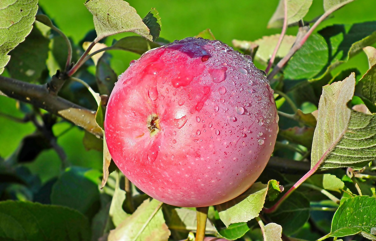 Apples Fruit Autumn Free photo on Pixabay Pixabay
