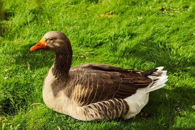 Oiseau Oie Le Bec - Photo gratuite sur Pixabay - Pixabay