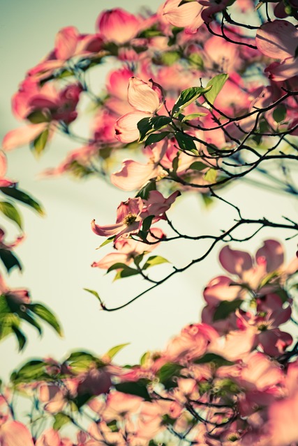 Flores, Hojas, Brach, Árbol, Naturaleza