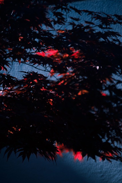 花朵, 模糊的, 自然, 枫树
