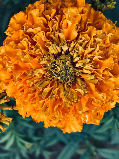 Fotografía, Naturaleza, Bloom, Floral