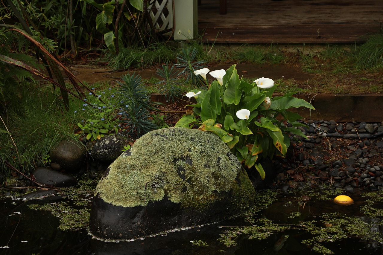 Pond Moss Rock Free photo on Pixabay Pixabay