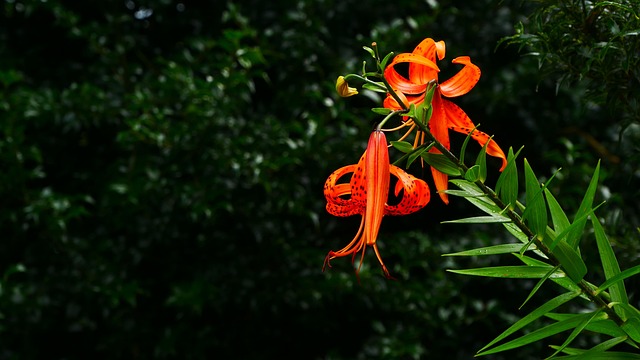Free Flower Bloom photo and picture