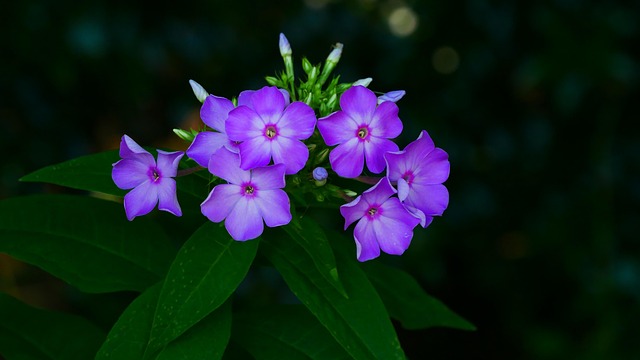 Free Phloxes Flowers photo and picture