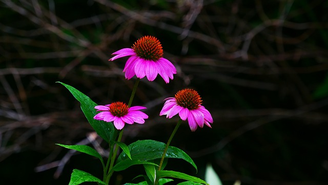 Free Pink Coneflower Echinacea photo and picture
