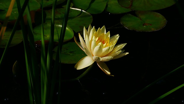 Free Water Lily Flower photo and picture