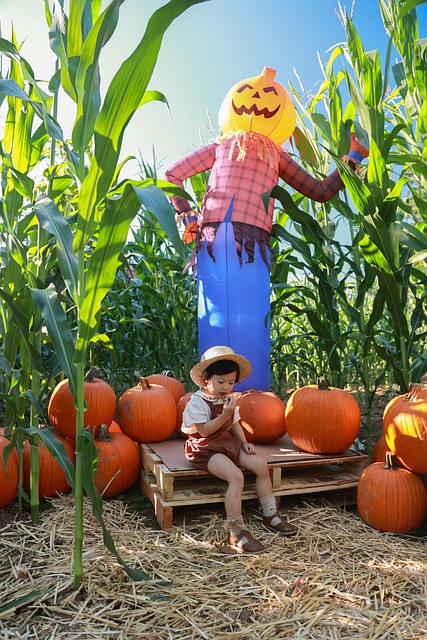 Maïs, Vogelverschrikker, Halloween