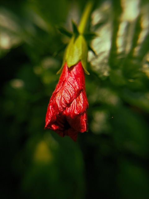 Free Flowers Red Flower photo and picture
