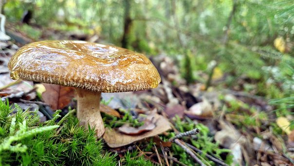 Pilz, Waldboden, Herbst, Wald, Natur