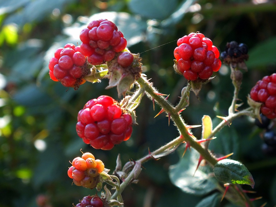 Blackberries Berry Bush Fruit - Free photo on Pixabay - Pixabay
