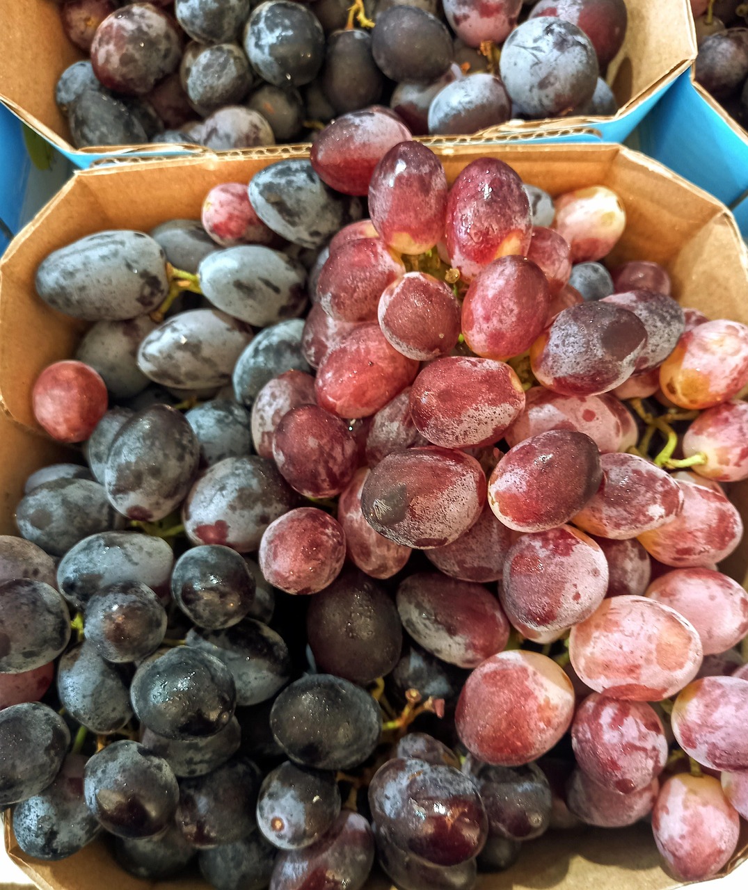 Le Rasin Les Raisins En Bonne Santé - Photo gratuite sur Pixabay - Pixabay