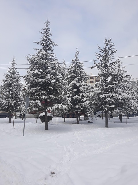 Free View Tree photo and picture