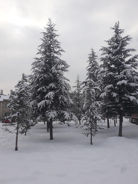 Free Tree View photo and picture