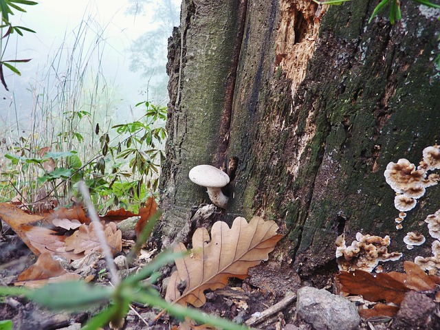 Herfst, Woud, Paddestoel, Bladeren, Eik