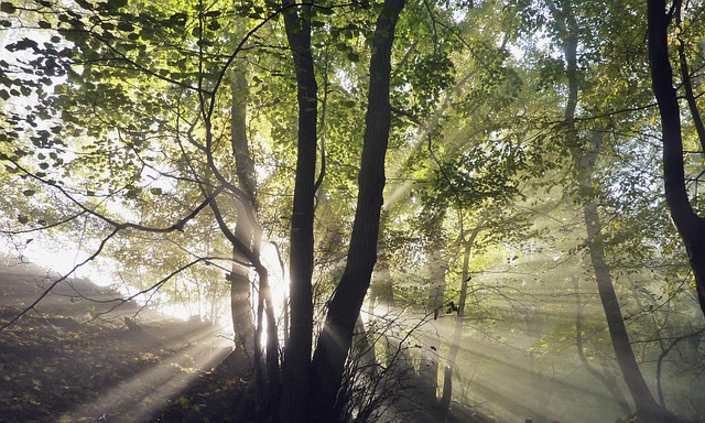 Ray Of Light, Herfst, Woud, Zon, Bomen