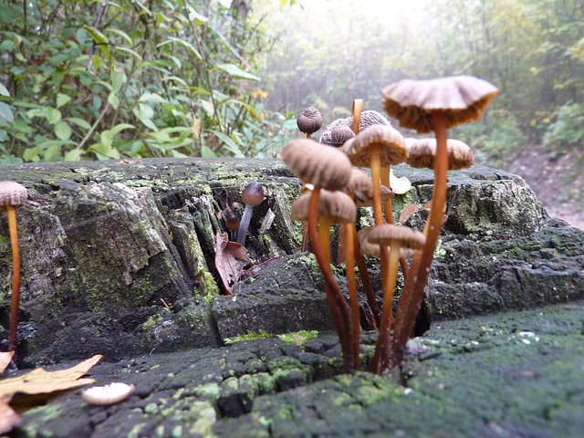Paddestoel, Log, Woud, Herfst