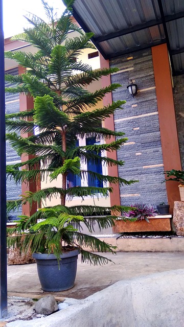 Free Plant Nature photo and picture