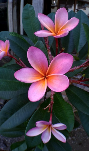 Free Flower Nature photo and picture