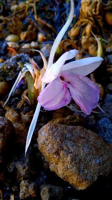Free Flower Nature photo and picture