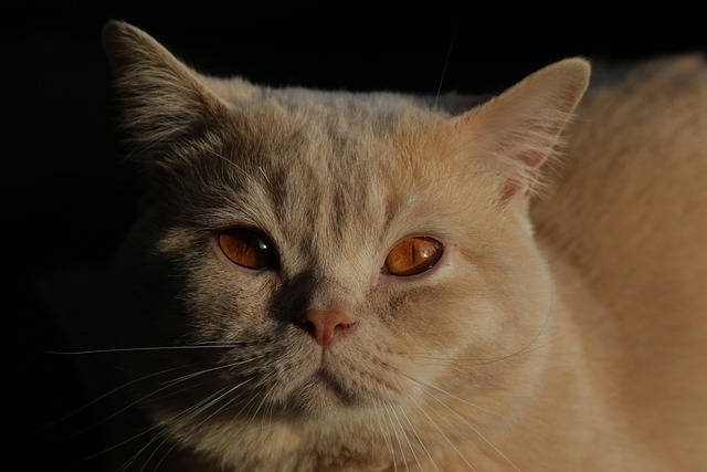 Gato, Gatito, Británico De Pelo Corto